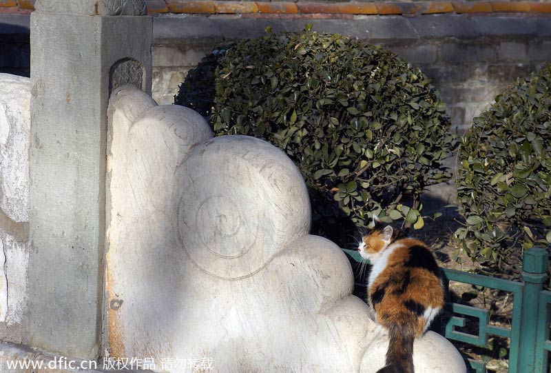 Forbidden City shelters stray cats to scare away mice