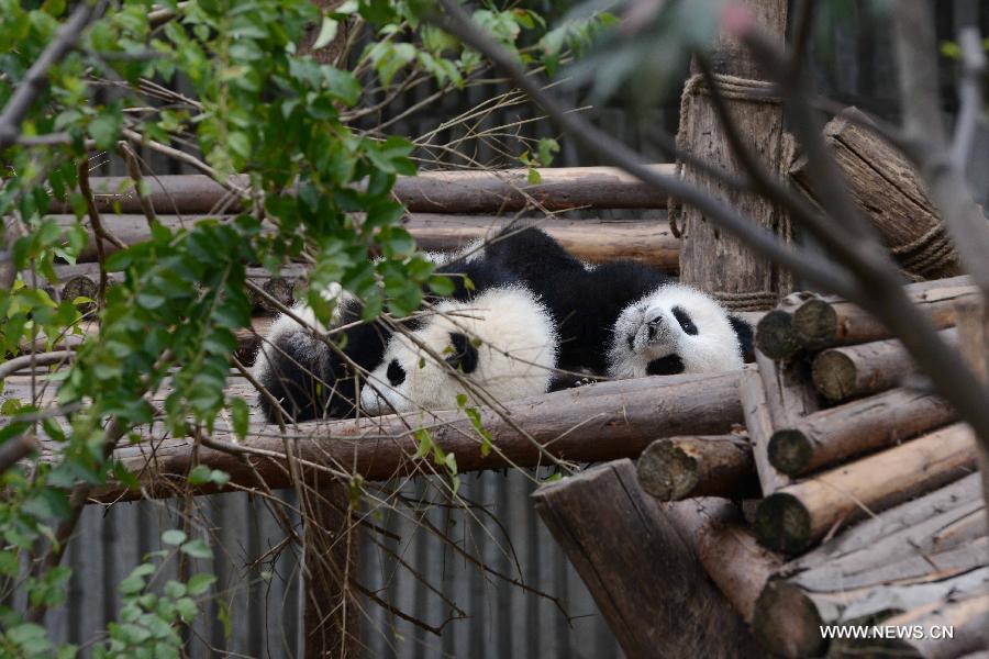 Panda cubs at Chengdu Research Base in SW China