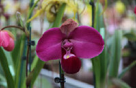 Shanghai orchid show blossoms