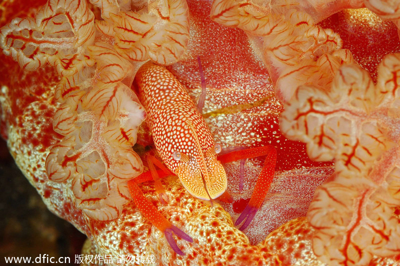 2013/14 Underwater Photography Competition winners announced