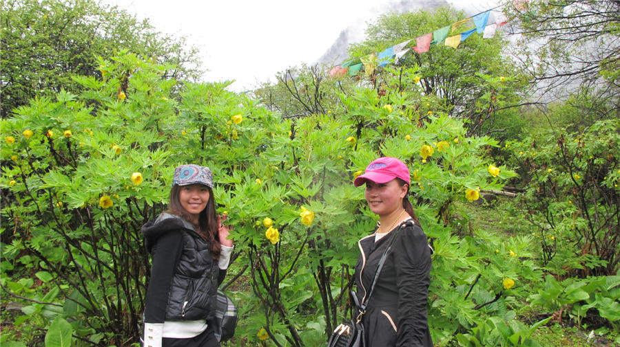 8th Yellow Peony festival held in Tibet