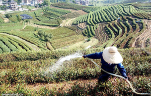 China Anxi International Tea Expo kicks off