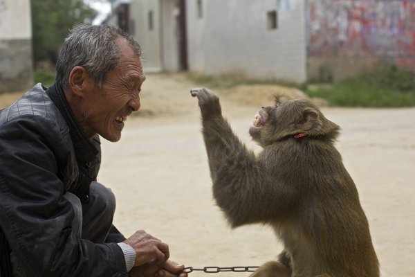 Joy and sorrow of monkey trainers