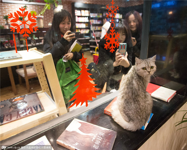 Cats attract visitors to bookstore