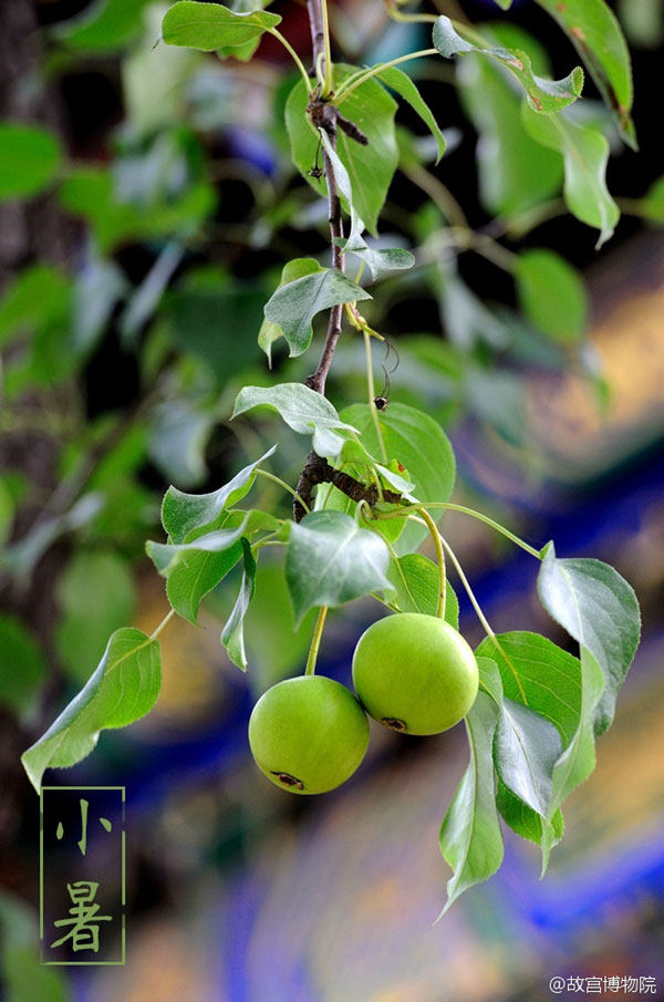 Photos reveal beauty of four seasons at Palace Museum (part 1)