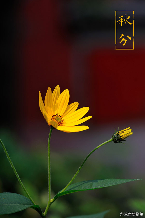 Photos reveal beauty of four seasons at Palace Museum