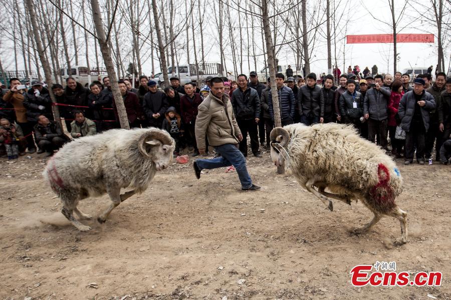 Sheep fight held in Central China village