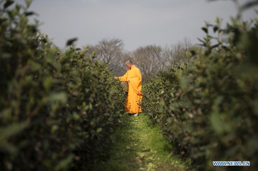 Monks begin to pick Fajing zen tea in Hangzhou