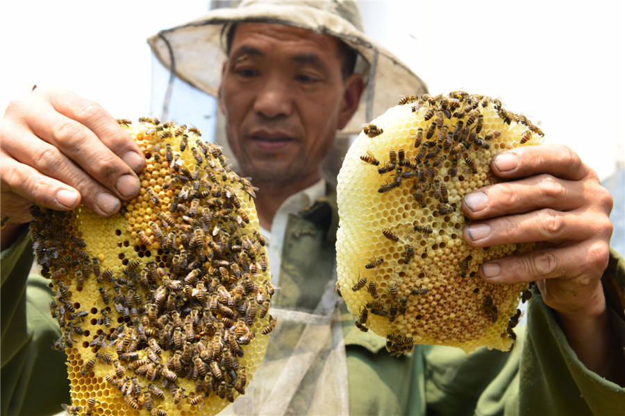 The last bee-catcher