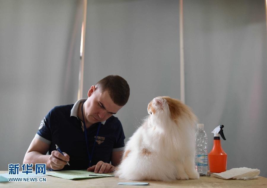 2015 China Pet Festival starts in Beijing