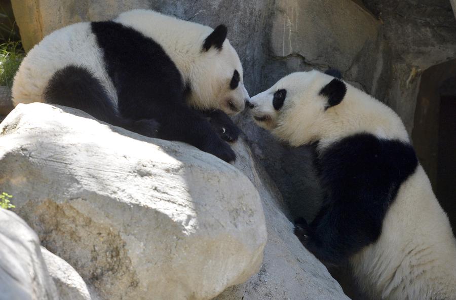 The happy life of giant panda twins in Atlanta