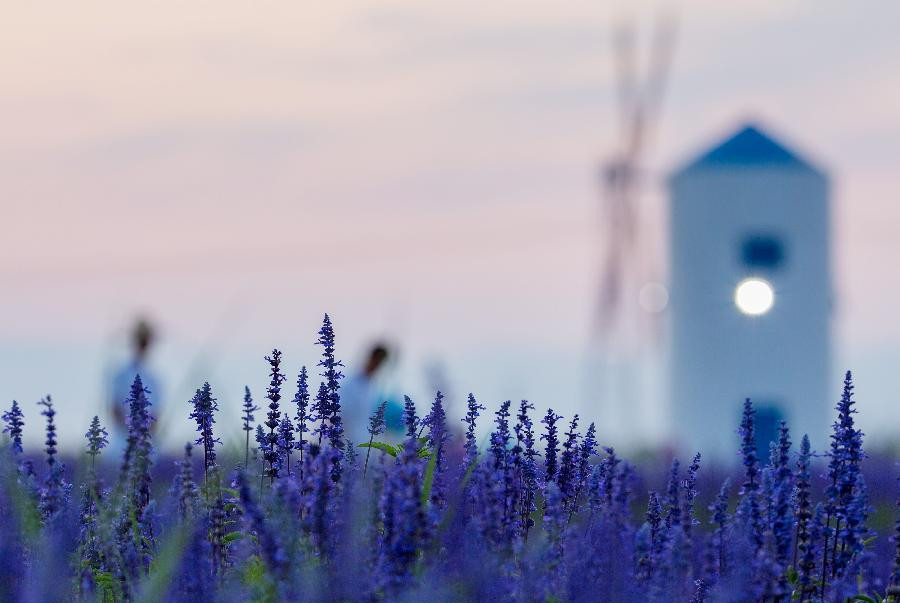 Lavender in full bloom in Northern China