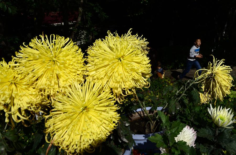 Chrysanthemum exhibitions attract tourists across China