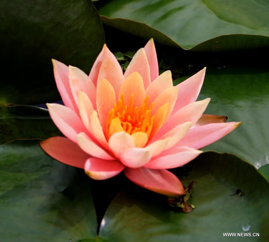 Blooming lotus flowers seen in Anhui