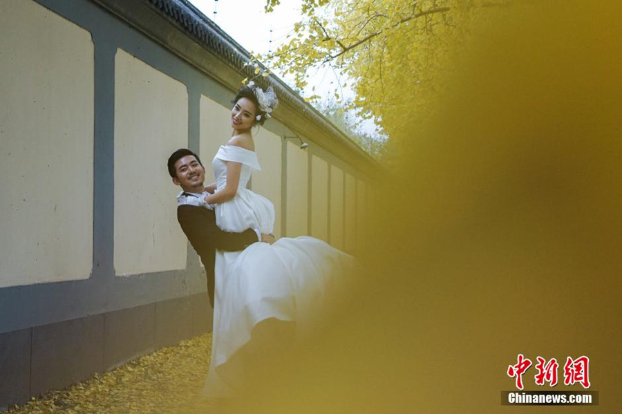 Ginkgo trees shed their leaves to attract visitors