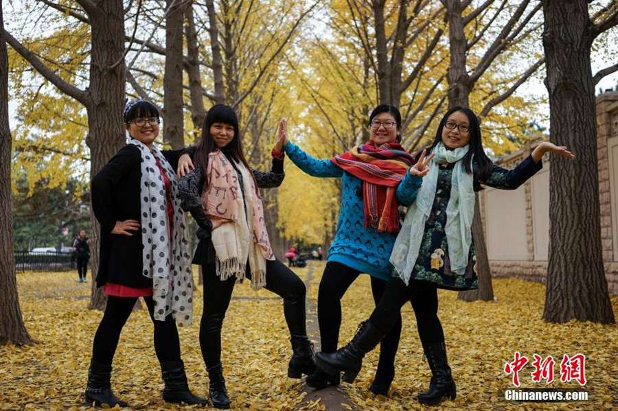 Ginkgo trees shed their leaves to attract visitors