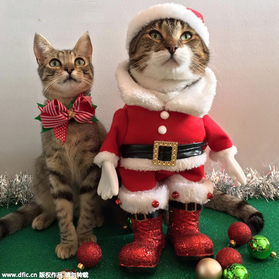 Christmas celebrated in kitties' home