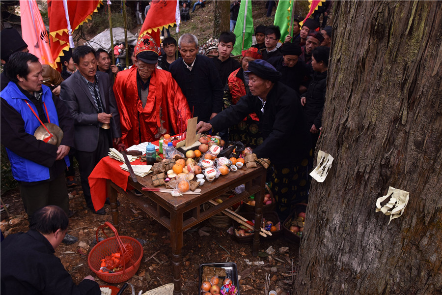 Guizhou villagers worship trees to protect environment