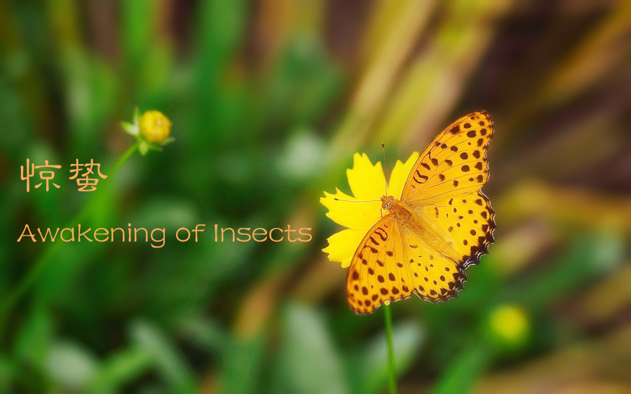 24 Solar Terms: 6 things you may not know about Awakening of Insects