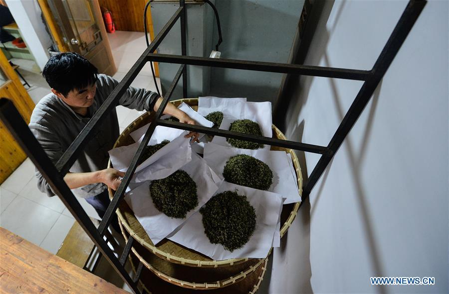 Ancient making technique of Chinese tea Biluochun