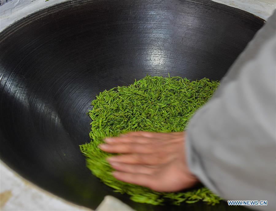 Ancient making technique of Chinese tea Biluochun