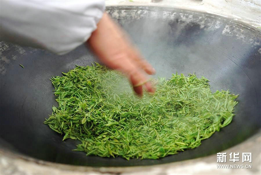 Nanjing's Yuhua spring tea harvest begins