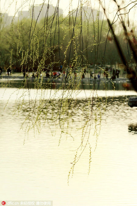 Willows in March are more than a spring messenger