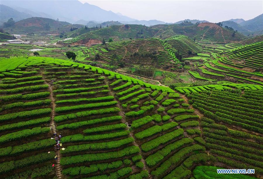 Lingtou Dancong Tea made in S China's Guangdong