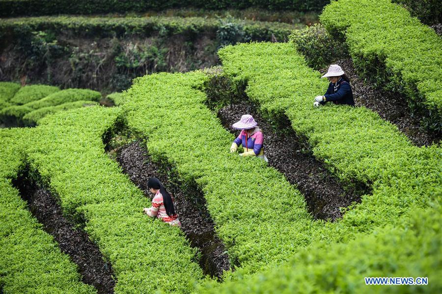 Lingtou Dancong Tea made in S China's Guangdong