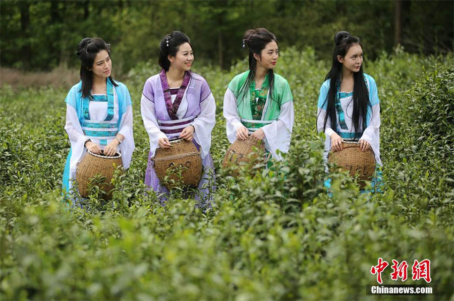 Chinese, foreigners pick tea leaves in ancient costumes