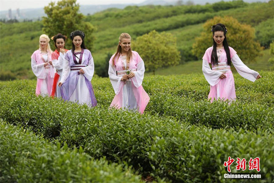 Chinese, foreigners pick tea leaves in ancient costumes