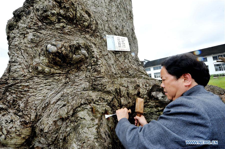 Inheritor of Huizhou carvings in E China