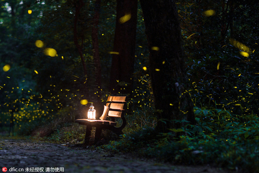 Magical firefly-lit shots of Nanjing Linggu Temple