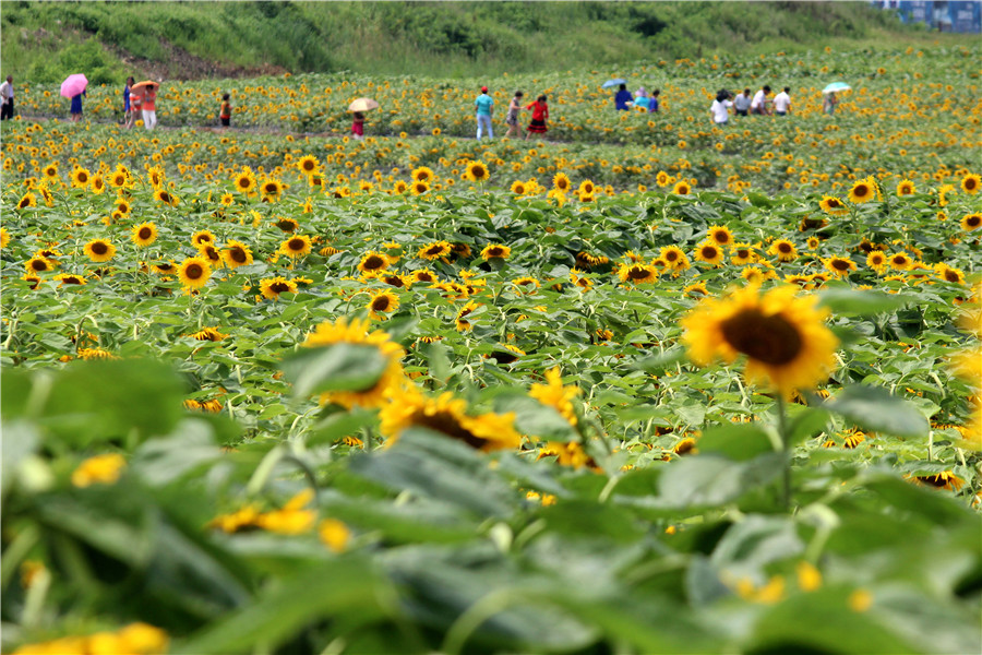 24 Solar Terms: 9 things you may not know about Start of Autumn