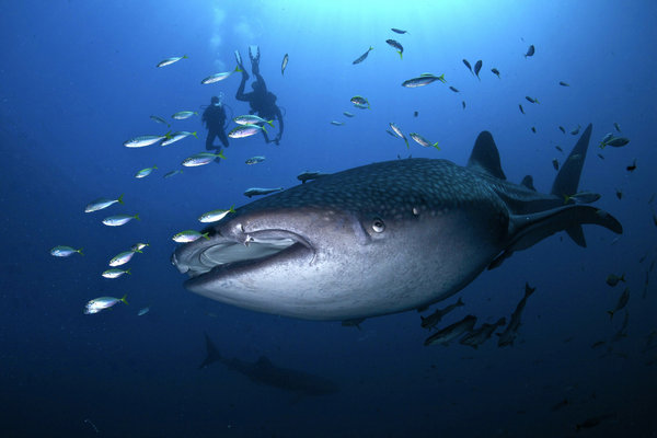 Veteran recounts her underwater adventures in a new book