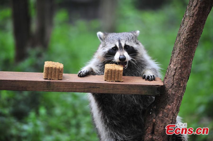 Animals also in Mid-Autumn Festival celebrations