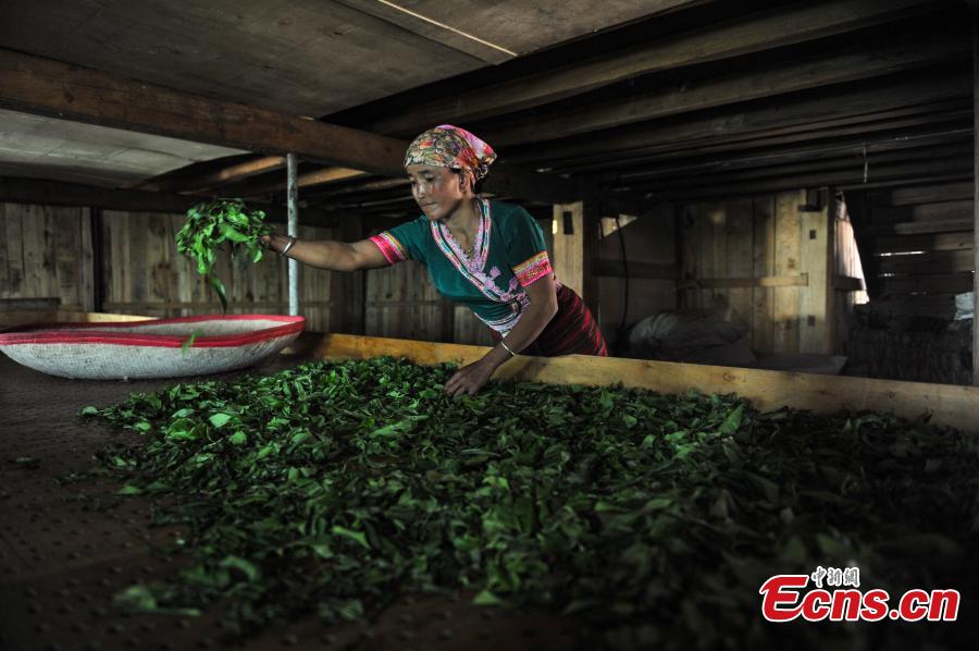 Jingmai Mountain a major tea production center in China