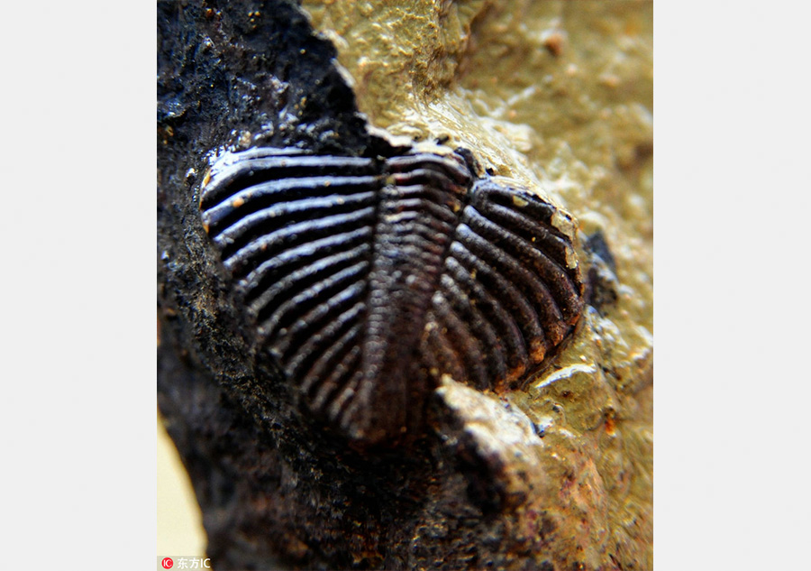 Trilobite fossil found in Chongqing