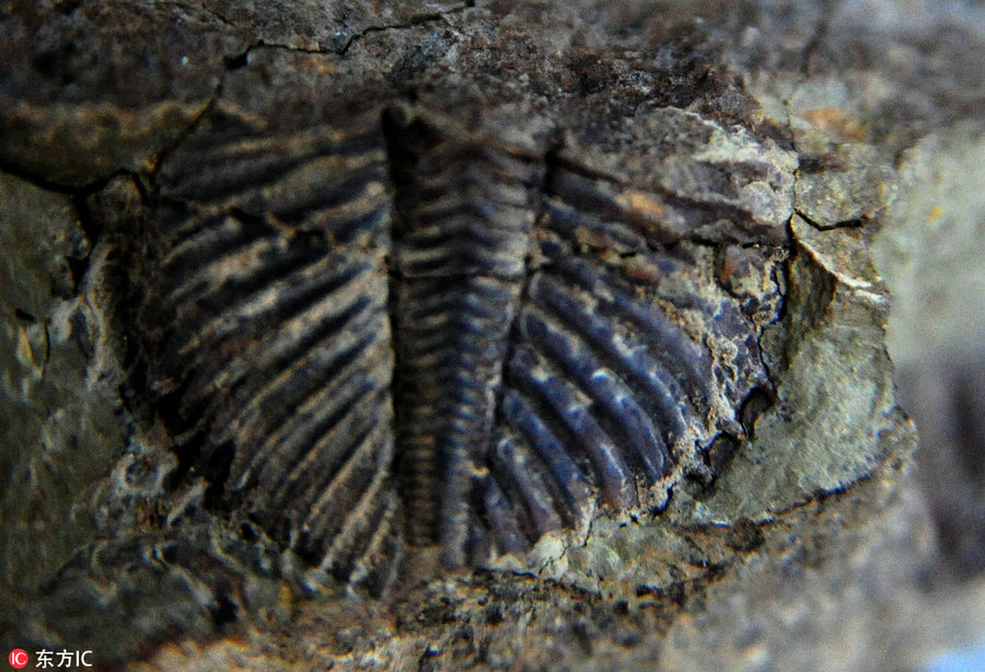 Trilobite fossil found in Chongqing