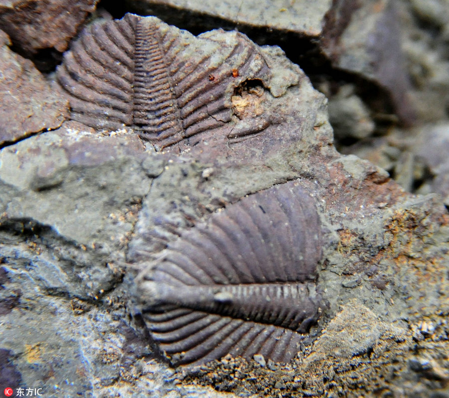 Trilobite fossil found in Chongqing