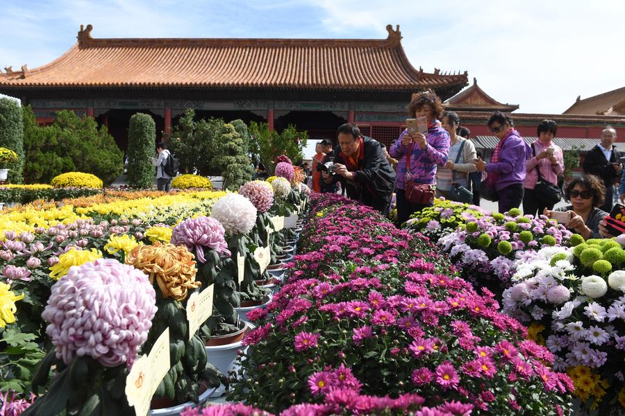 Chrysanthemums from Kaifeng bloom in the Forbidden City