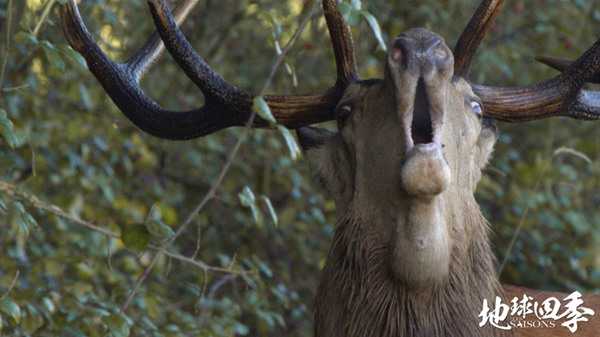 French documentary 'The Season' takes Chinese critics by storm