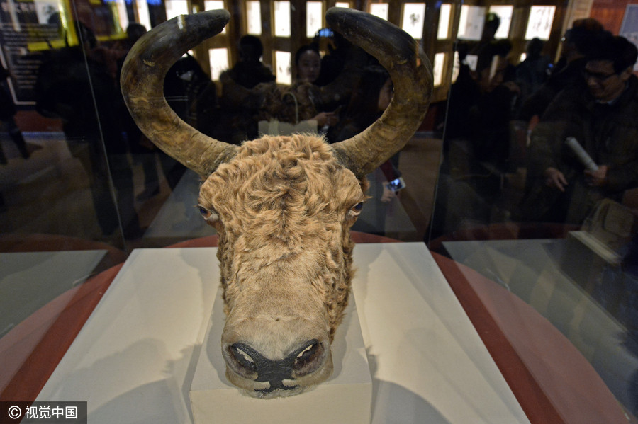 Qinghai-Tibetan Plateau yak culture on display in Beijing