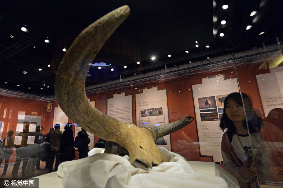 Qinghai-Tibetan Plateau yak culture on display in Beijing