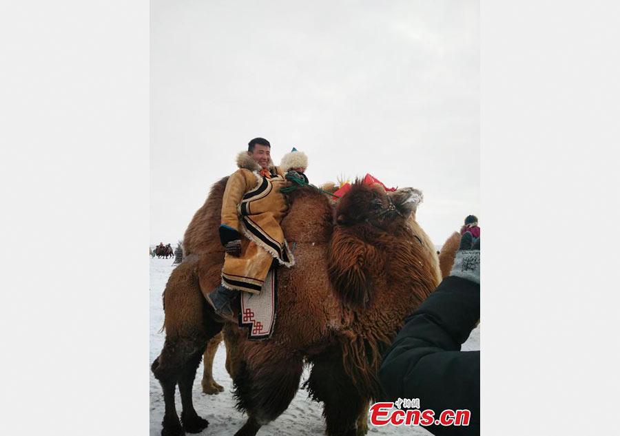 Camel-themed Naadam festival in Inner Mongolia