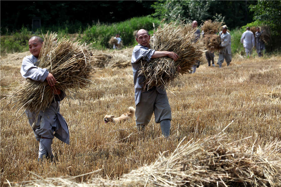 Shaolin monks get joy from harvest