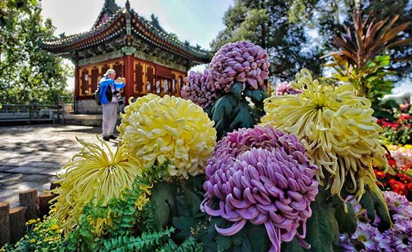 Chrysanthemum: The symbol of vitality in Chinese culture