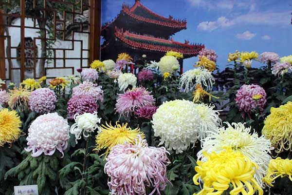 Chrysanthemum: The symbol of vitality in Chinese culture