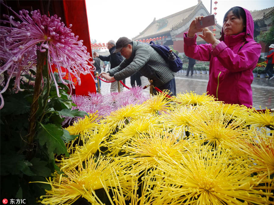 Chrysanthemum Cultural Festival opens in Kaifeng