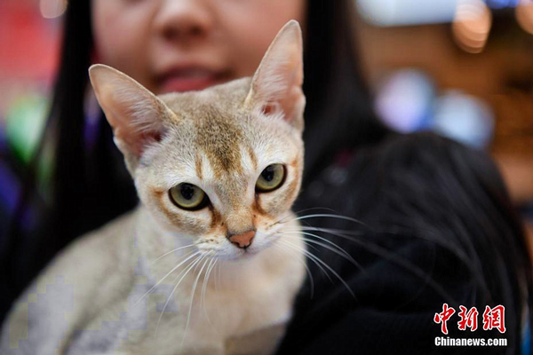 Adorable cats capture attention